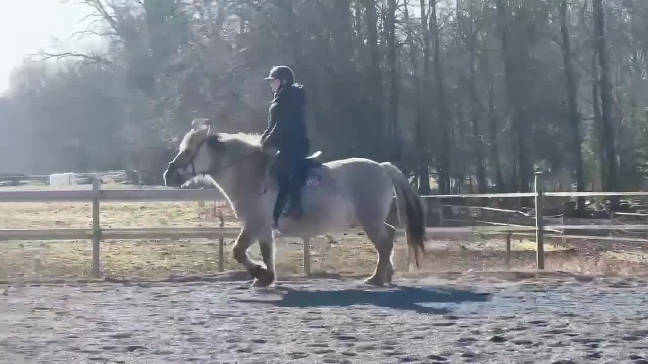 Allround hästar till salu: Familj/verksamhet  - Video 3