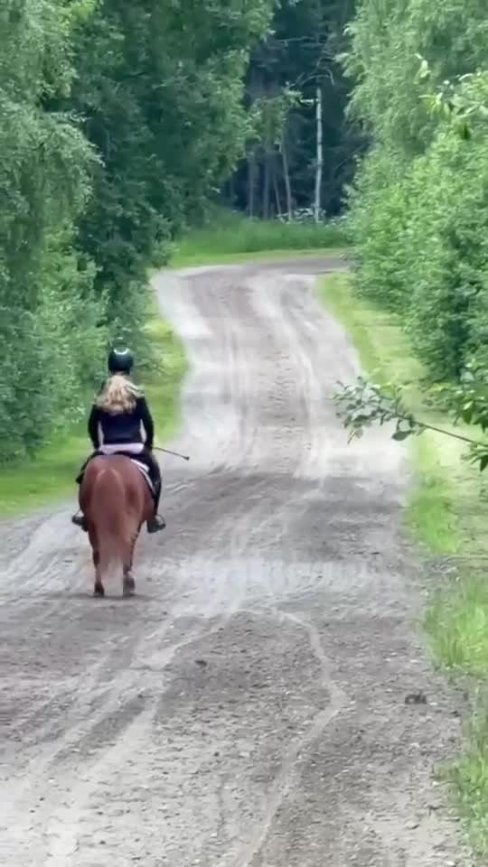 Allround hästar till salu: Läromästare söker ny ryttare/ kusk - Video 1