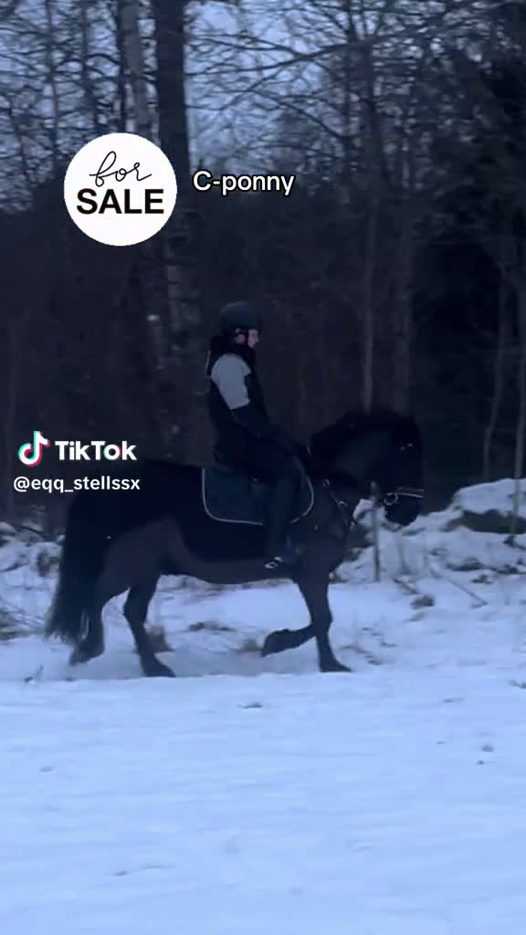 Allround hästar till salu: wonderful magic fellponny säljes - Video 2