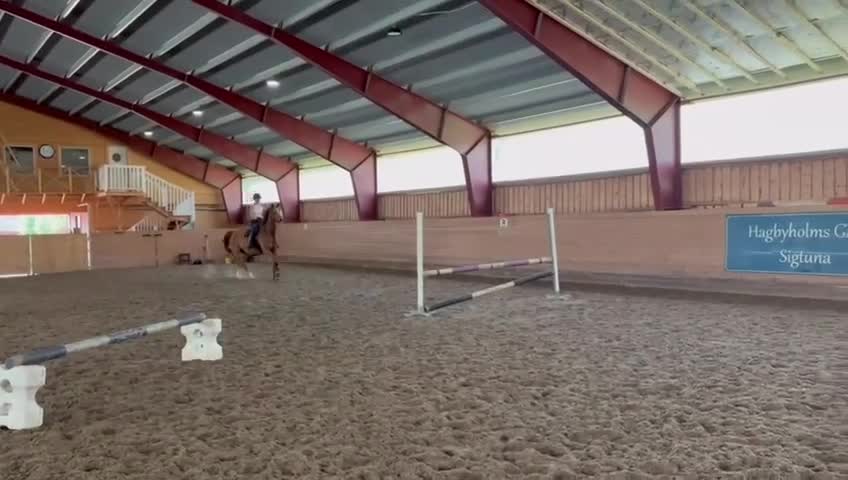 Allround hästar till salu: ⭐️ Trygg valack med power för hoppning ⭐️ - Video 1