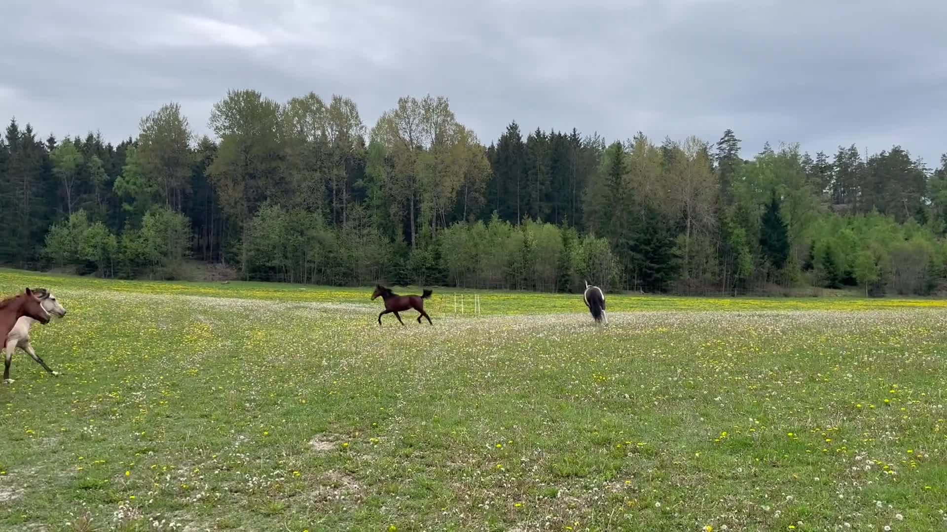 Trav hästar till salu: Nyfiken välhanterat sto ett år e Hayden Hanover - Video 1