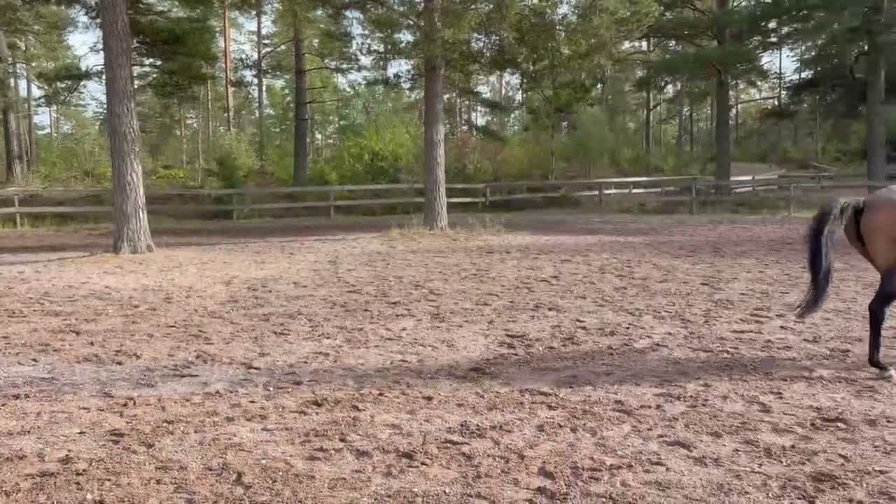 Allround hästar till salu: Allround ponny i Gamleby - Video 1