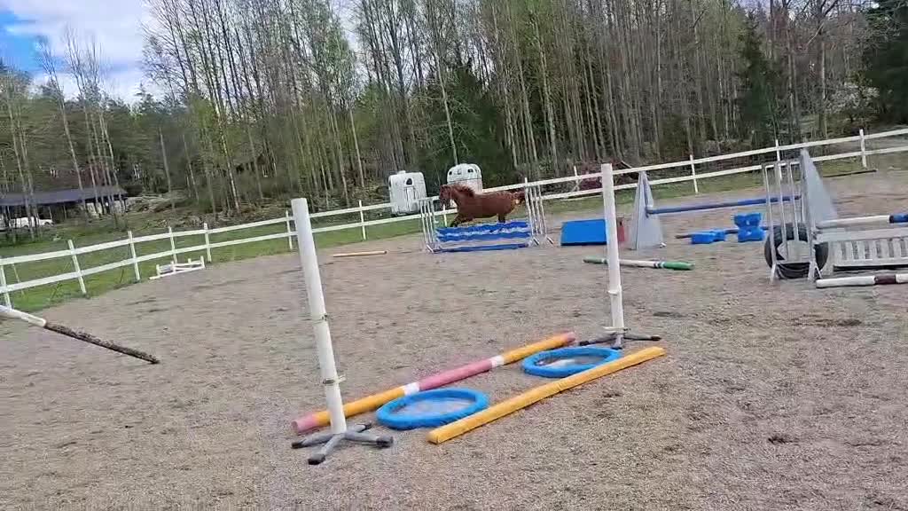 Hoppning hästar till salu: Fantastiskt 3-års sto e. Chacfly PS 🌟 - Video 1