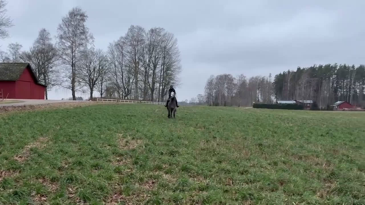 Allround hästar till salu: En riktigt prins  i Skara - Video 4