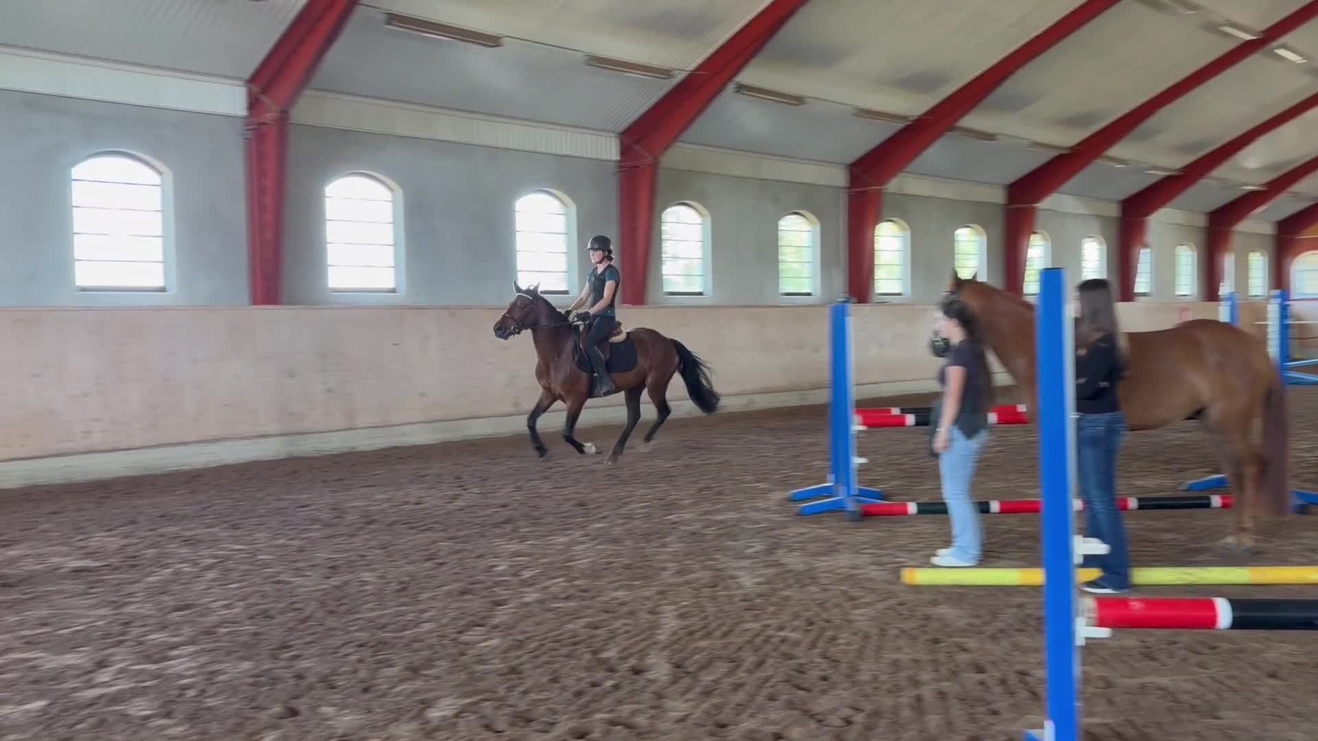 Allround hästar till salu: Connemara valack 🐴 - Video 5