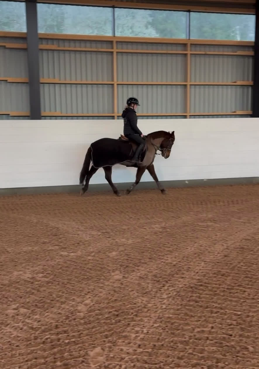 Hoppning hästar till salu: B ponny för framtiden! - Video 1