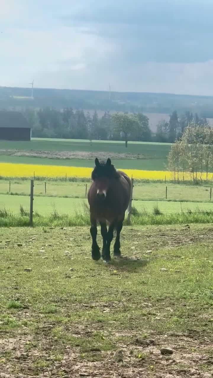 Dressyr hästar till salu: Världens finaste Harry - Video 1