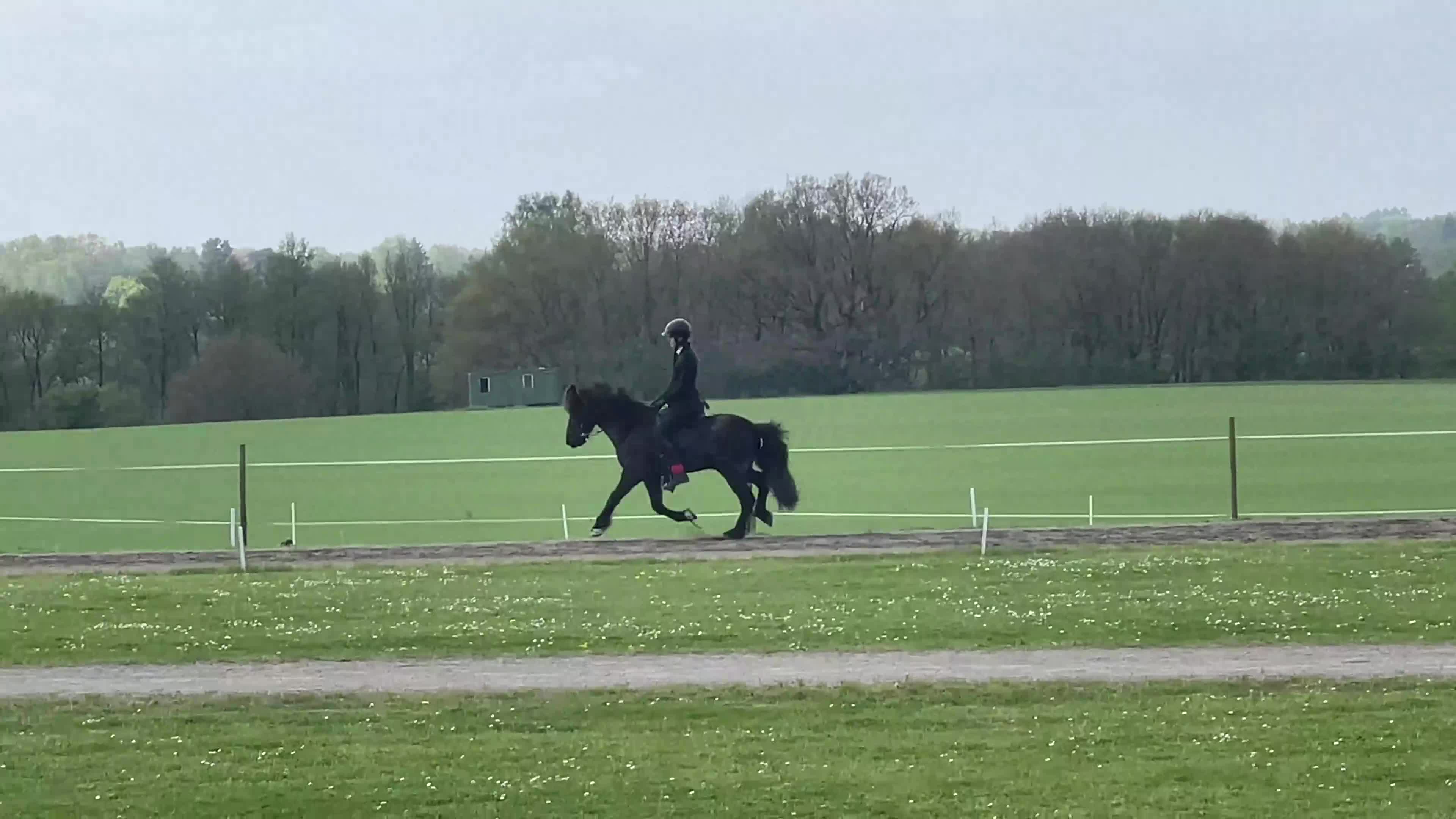 Island hästar till salu: Din nya bästa kompis?  - Video 1