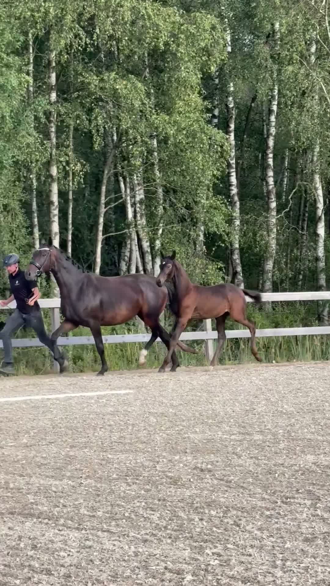 Dressyr hästar till salu: Framtidsämne - Video 1