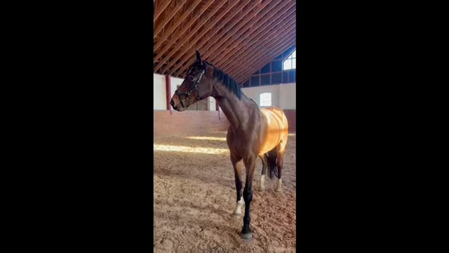 Körning hästar till salu: Lovande körämne - KAP! - Video 1