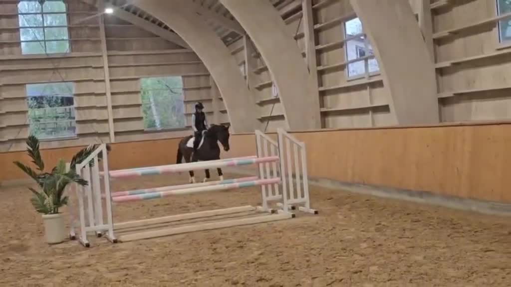 Dressyr hästar till salu: Lovande SWB-valack med framtiden framför sig. - Video 1
