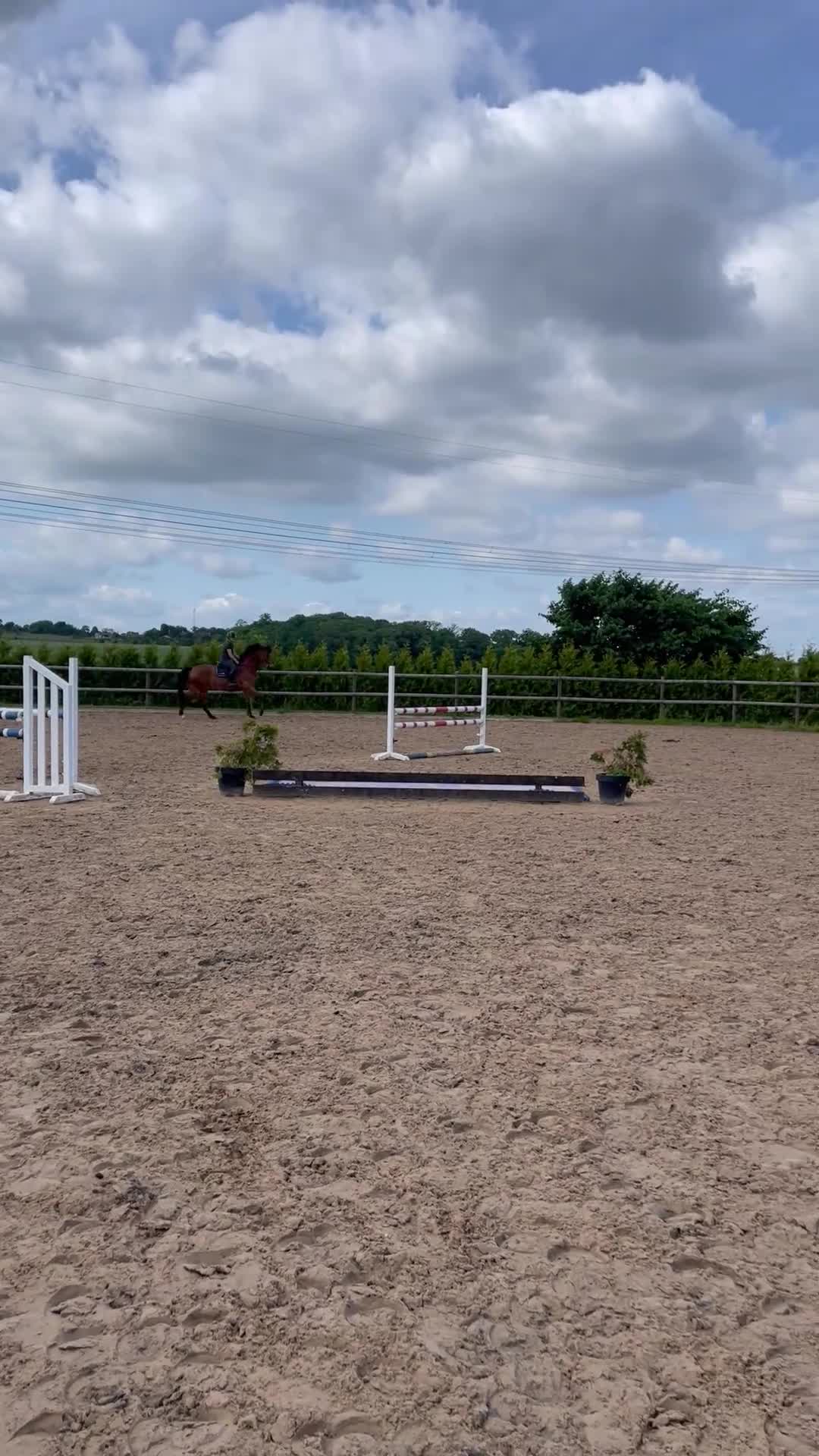 Hoppning hästar till salu: Härlig hopphäst letar nytt hem! - Video 2