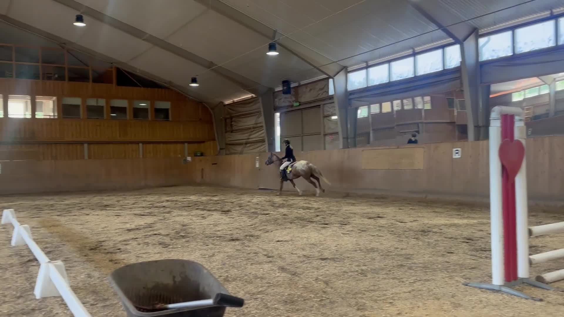 Hoppning hästar till salu: Lovande blivande rosettplockare  - Video 4