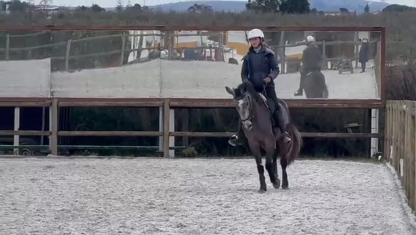 Working Equitation hästar till salu: Lusowarmblood 4-årigt sto - Video 1
