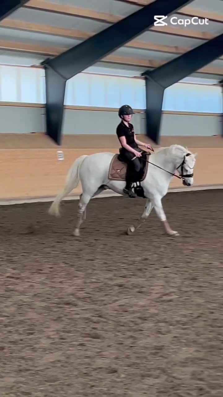 Allround hästar till salu: ⭐️Perfekt förstaponny och bästa vän⭐️🤍 i Torslanda - Video 4