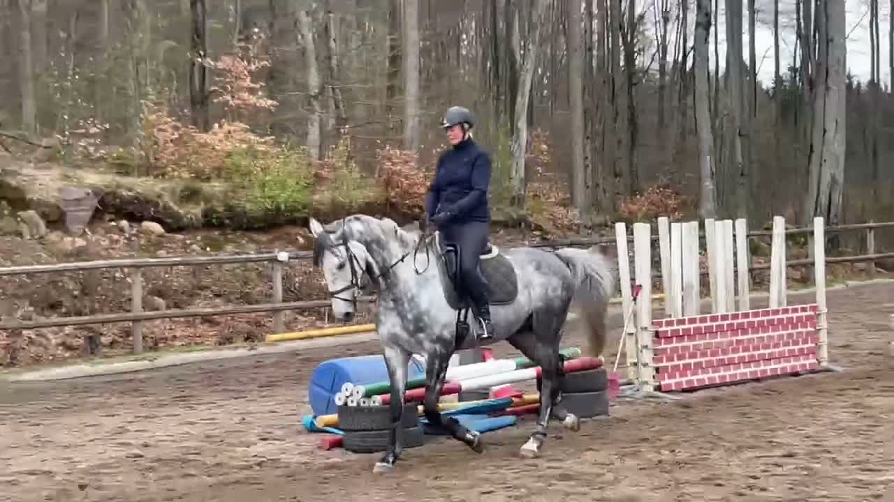 Allround hästar till salu: Val f-20 e. Copycat-Cardento Ca169cm. - Video 3