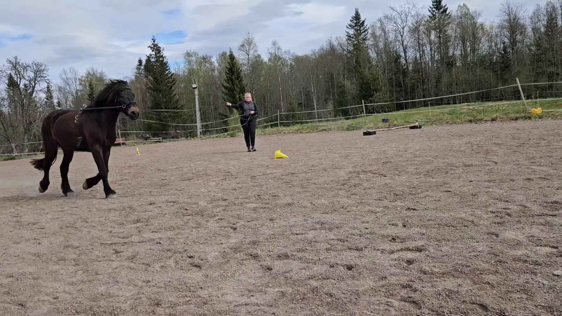 Allround hästar till salu: Herre med hjärtat på rätt ställe i Filipstad - Video 1