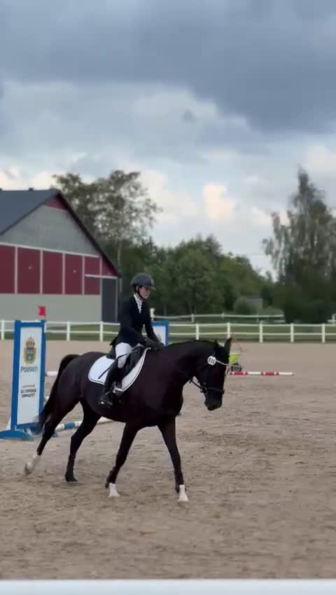 Hoppning hästar till salu: Vackert SWB-sto söker nytt hem! i Lerdala - Video 1