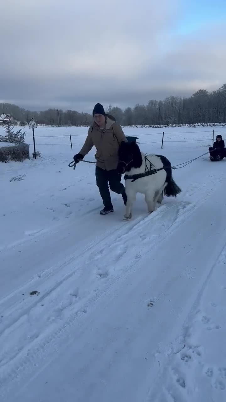 Allround hästar till salu: Inkörd och välhanterad shettis söker nytt hem - Video 3