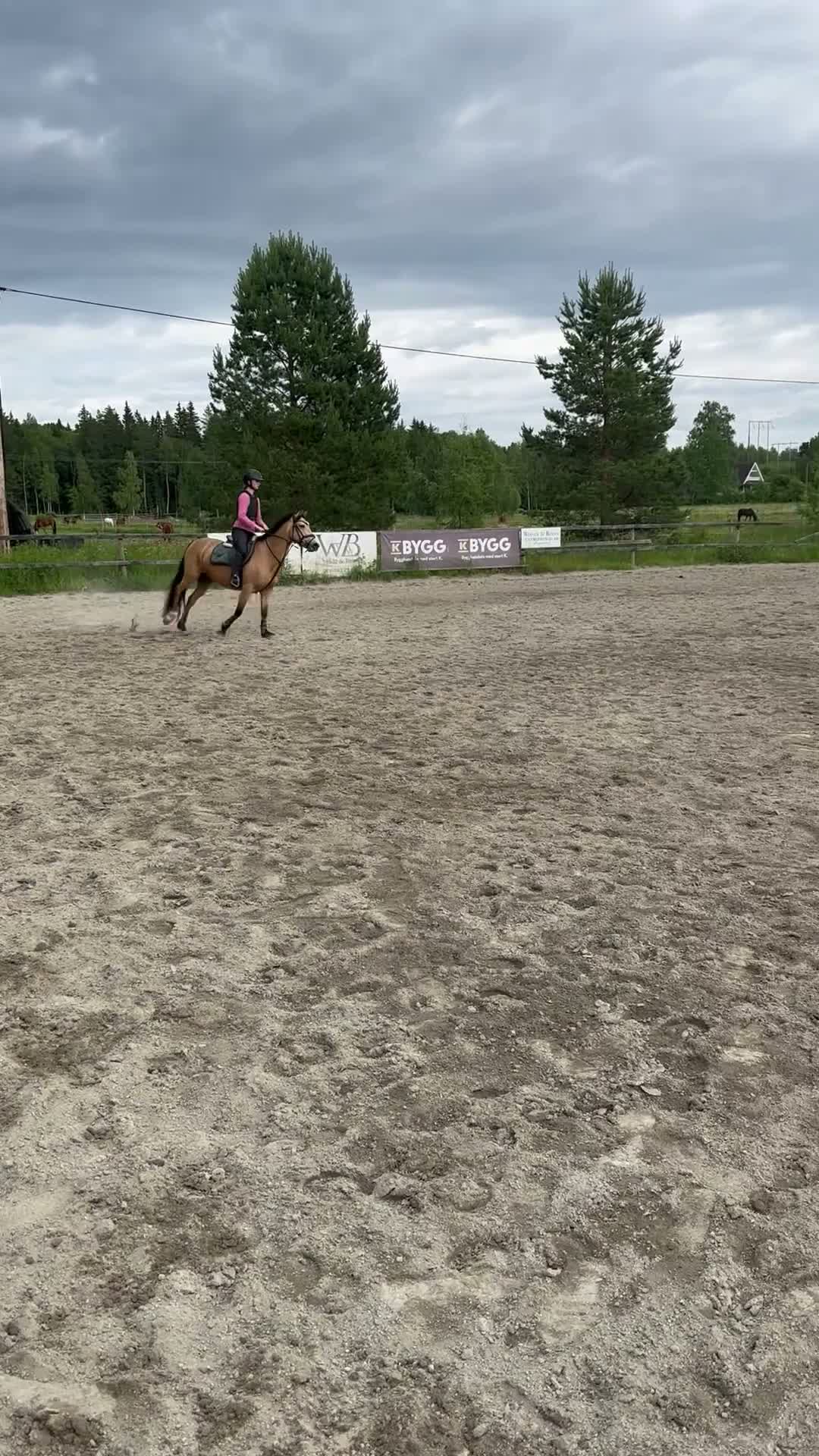 Hoppning hästar till salu: Lovande 5 åring D-Ponny - Video 3