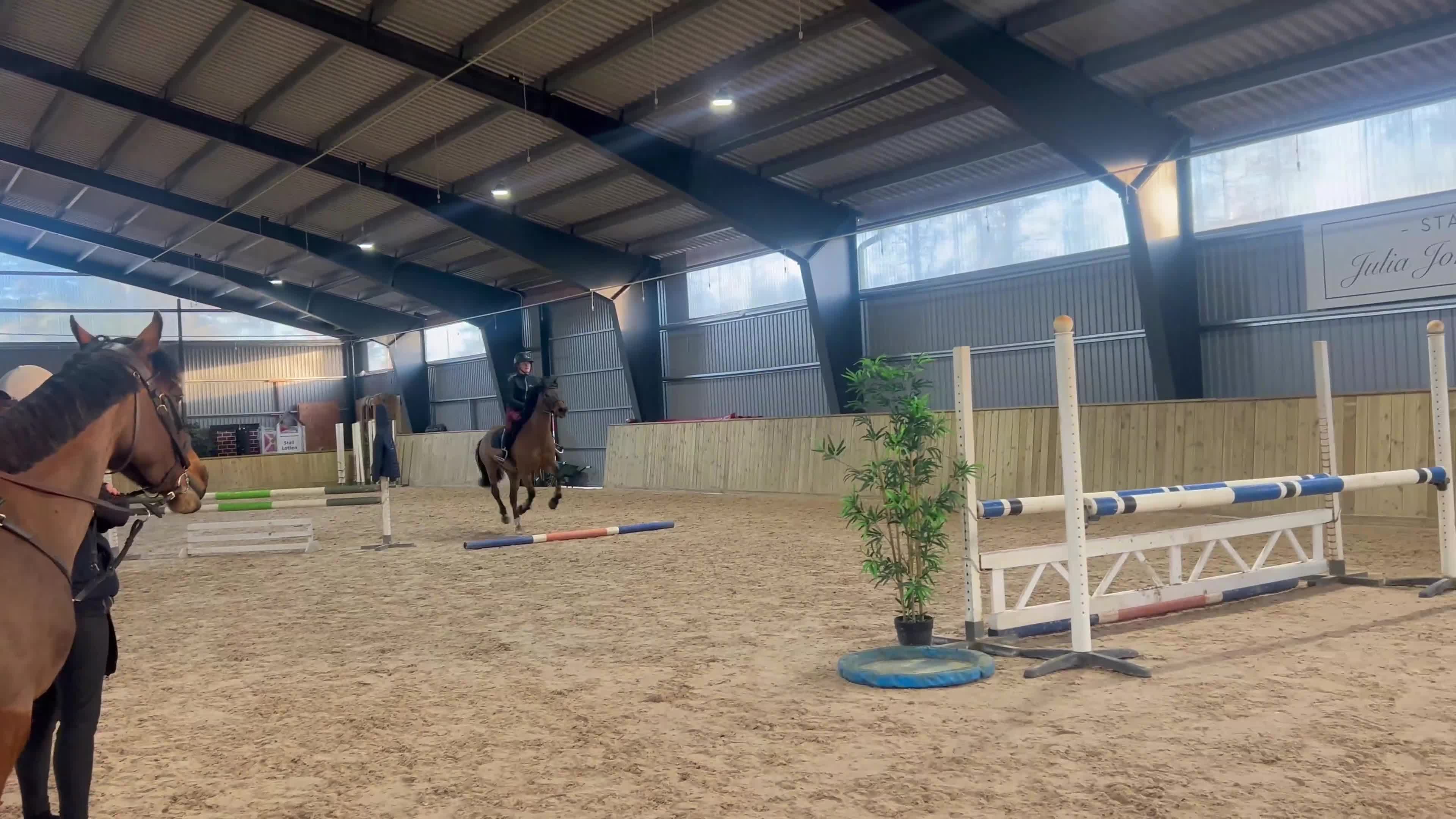 Hoppning hästar till salu: Ungponny, welsh/swb för hoppning. - Video 1