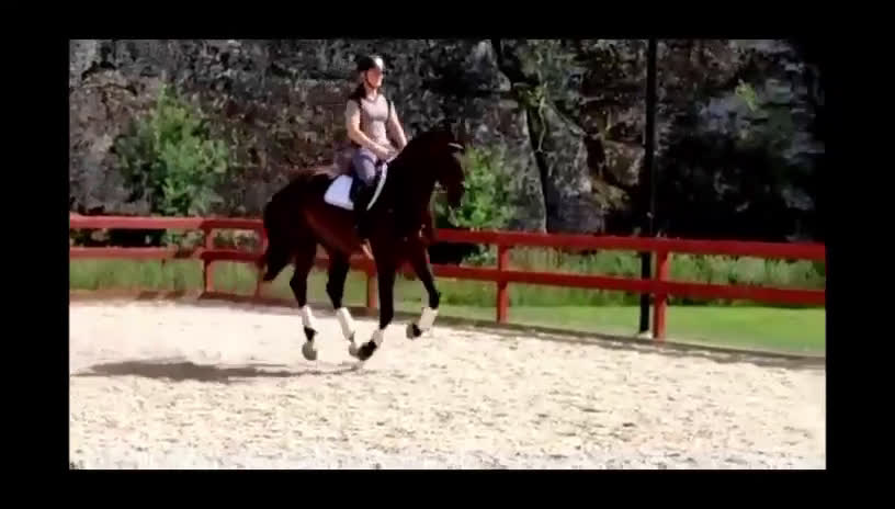 Dressyr hästar till salu: Din framtida dressyrstjärna! i Ingarö - Video 1