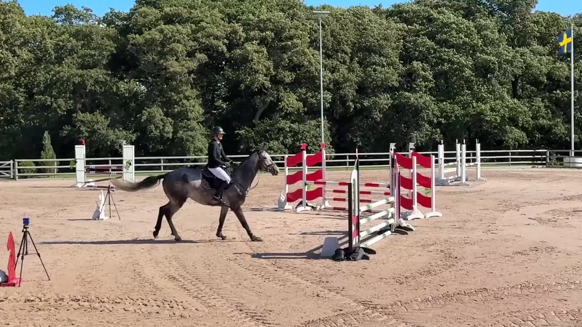 Hoppning hästar till salu: Killen med hjärtat på helt rätt ställe! - Video 2