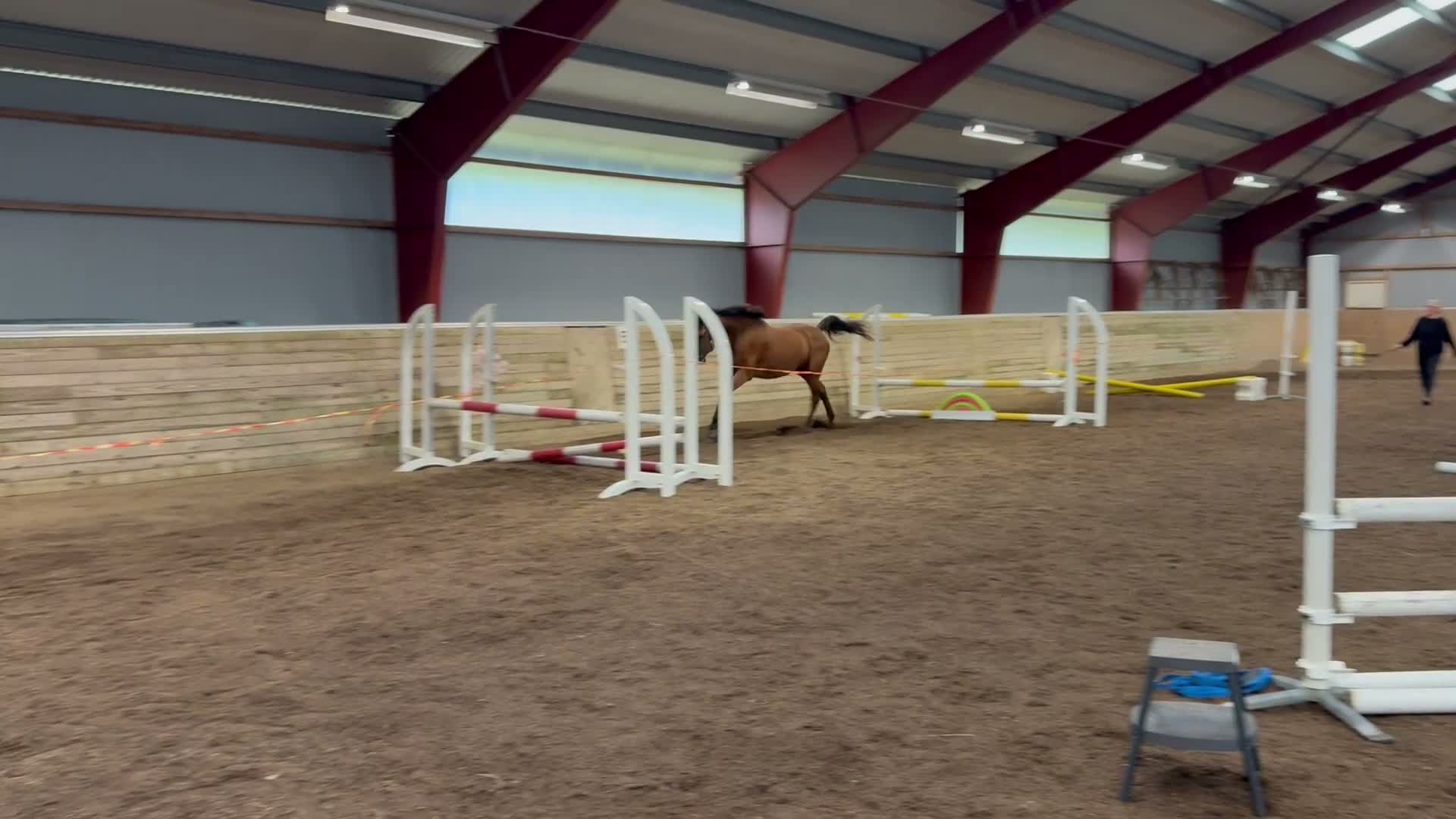 Hoppning hästar till salu: Unghäst för framtiden  i Kvillsfors - Video 2