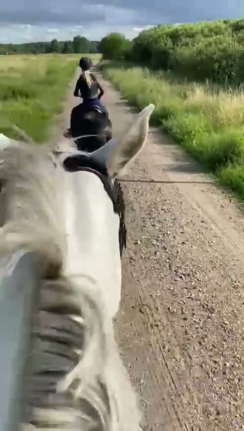 Allround hästar till salu: En dröm i svart kostym 🖤 - Video 1