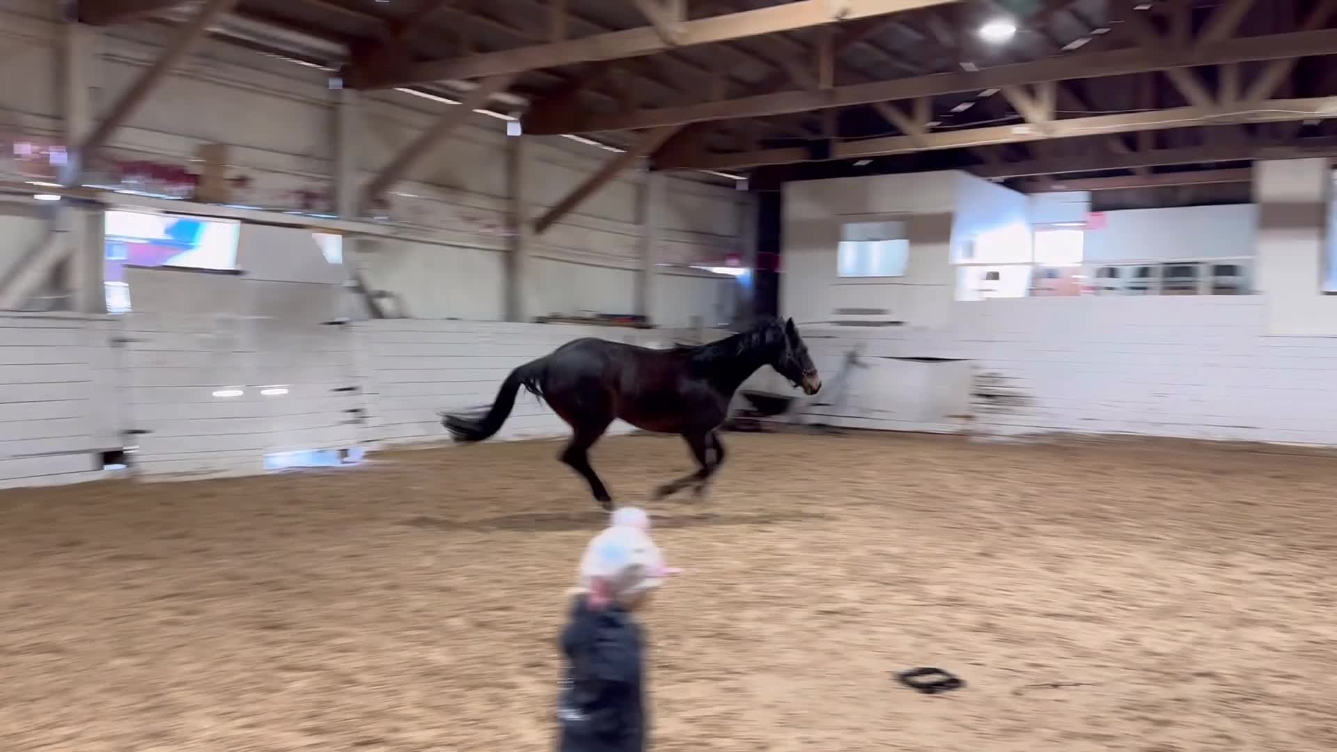 Hoppning hästar till salu: Trevlig 4åring - Video 4