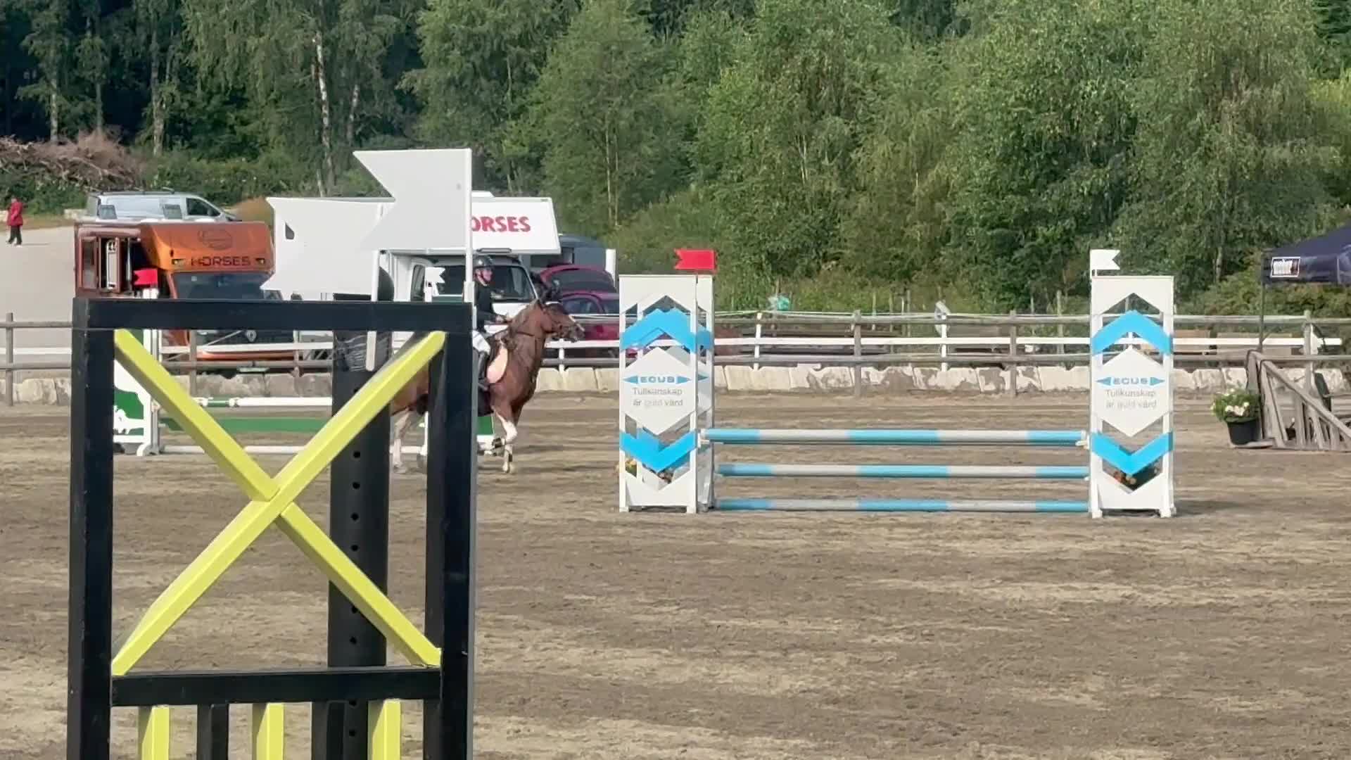 Hoppning hästar till salu: Våran fina Sally!  - Video 1