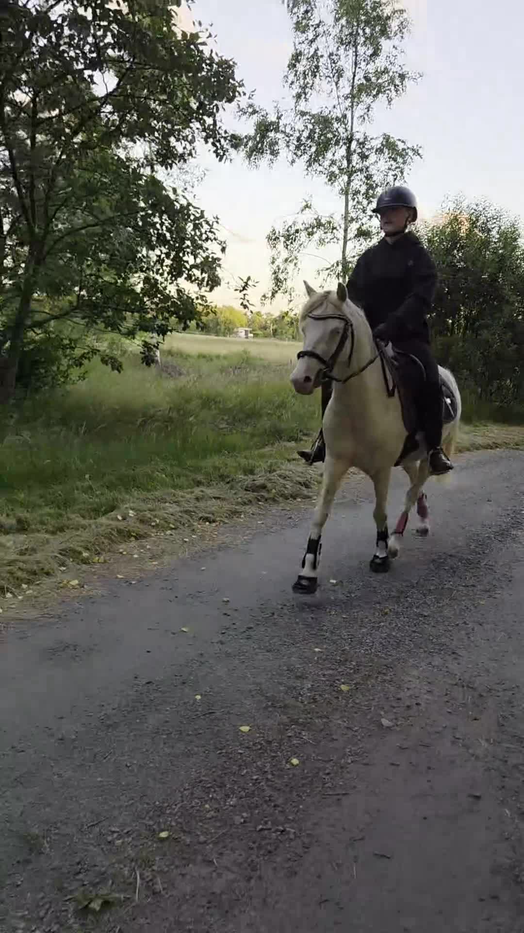 Allround hästar till salu: Ungponny med potential  - Video 1