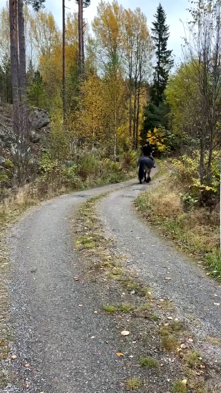 Allround hästar till salu: ⭐️Söker sin rätta människa⭐️ - Video 1