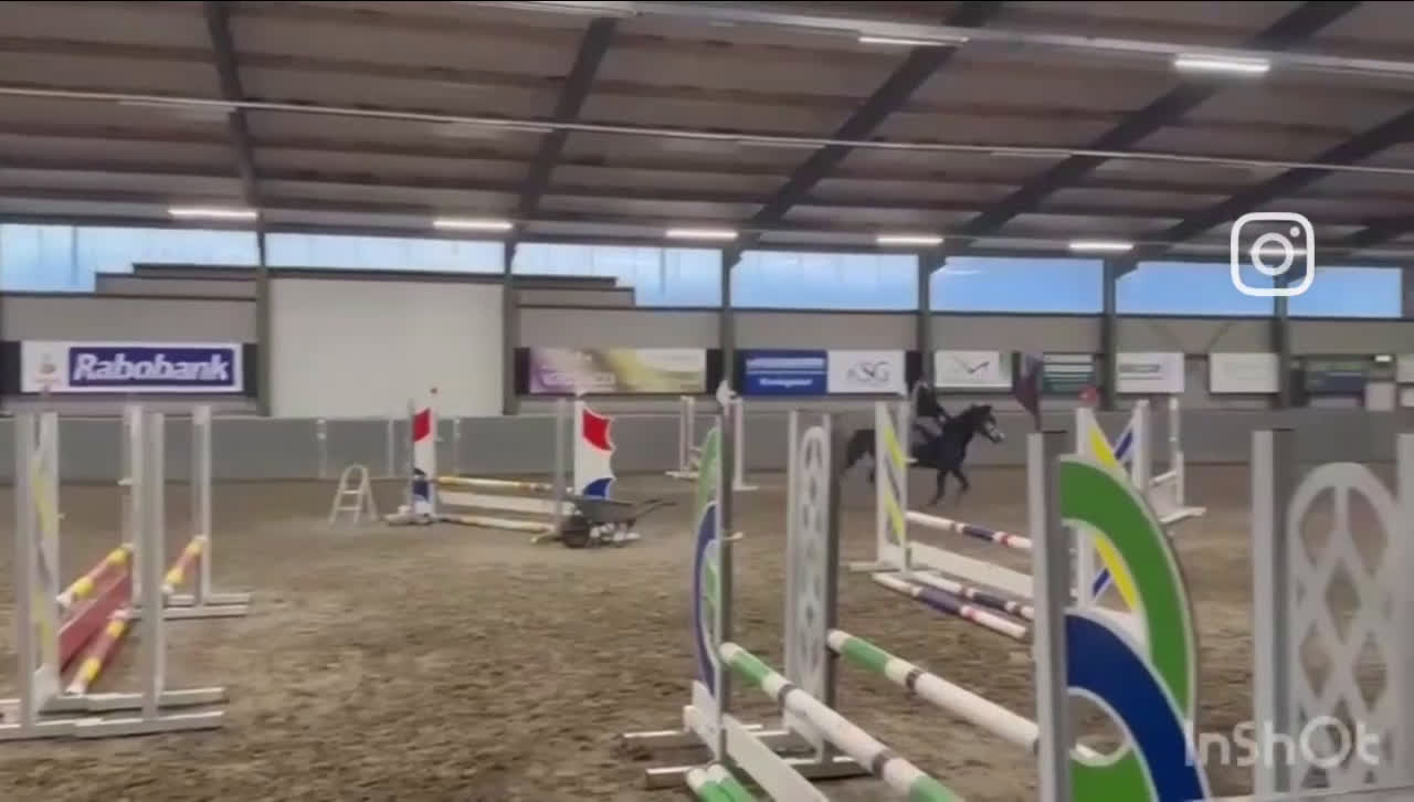 Allround hästar till salu: D-ponny 5år säljes i Veddige - Video 4