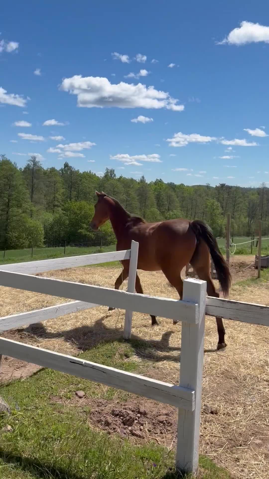 Avelshästar hästar till salu: Den rara lilla hästen med det stora hjärtat  - Video 1