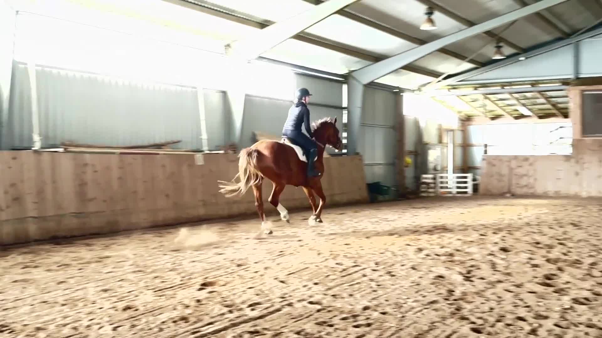 Allround hästar till salu: Fint sto söker nytt hem - Video 3