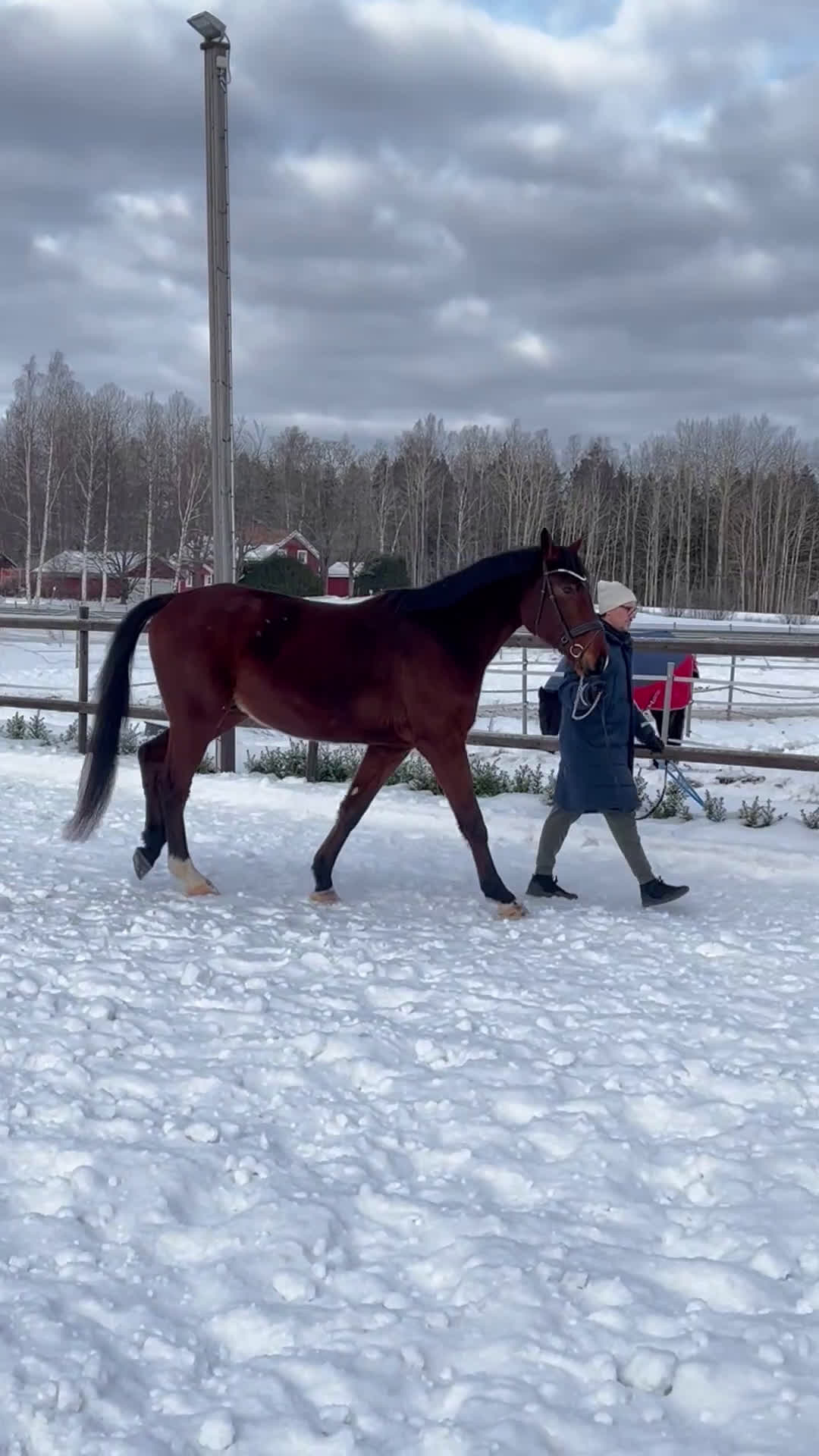 Dressyr hästar till salu: Världens snällaste Obbe - Potentiellt superfynd  i Valbo - Video 1