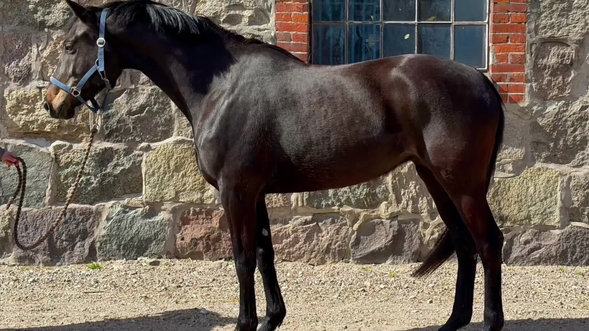 Dressyr hästar till salu: Trevlig och riden Iron-dotter säljes förmånligt  - Video 1