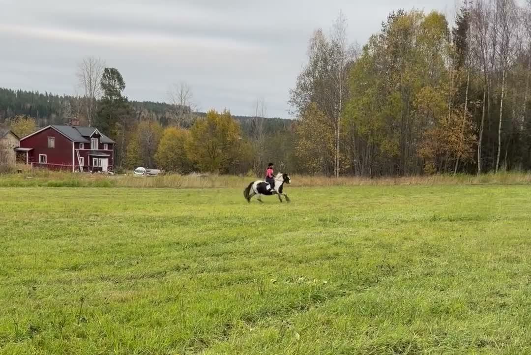 Allround hästar till salu: Genomsnäll 10 årig cobponny - Video 4