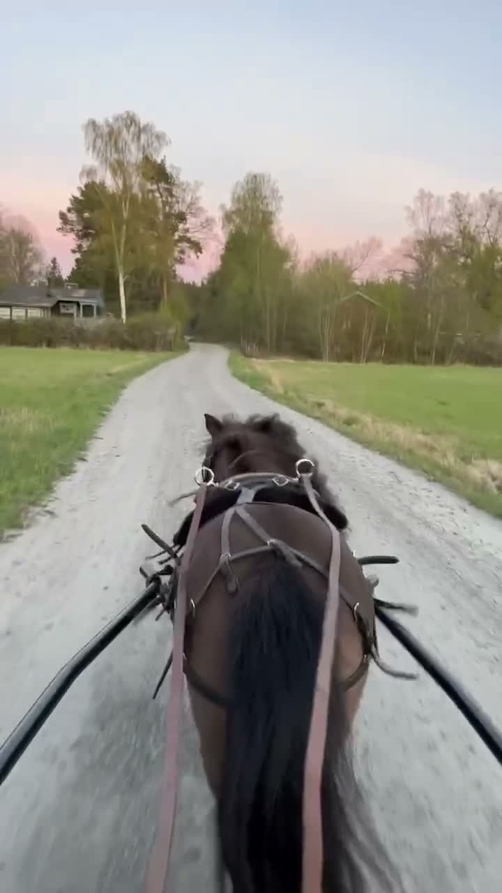 Allround hästar till salu: Bästa minishettisarna - Video 2