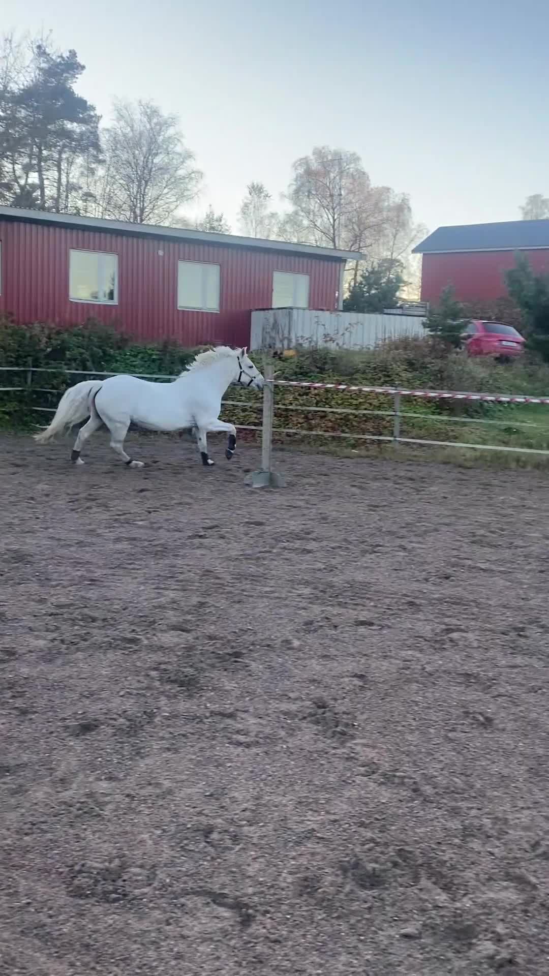 Allround hästar till salu: Pärlan söker nytt hem⭐️ - Video 1
