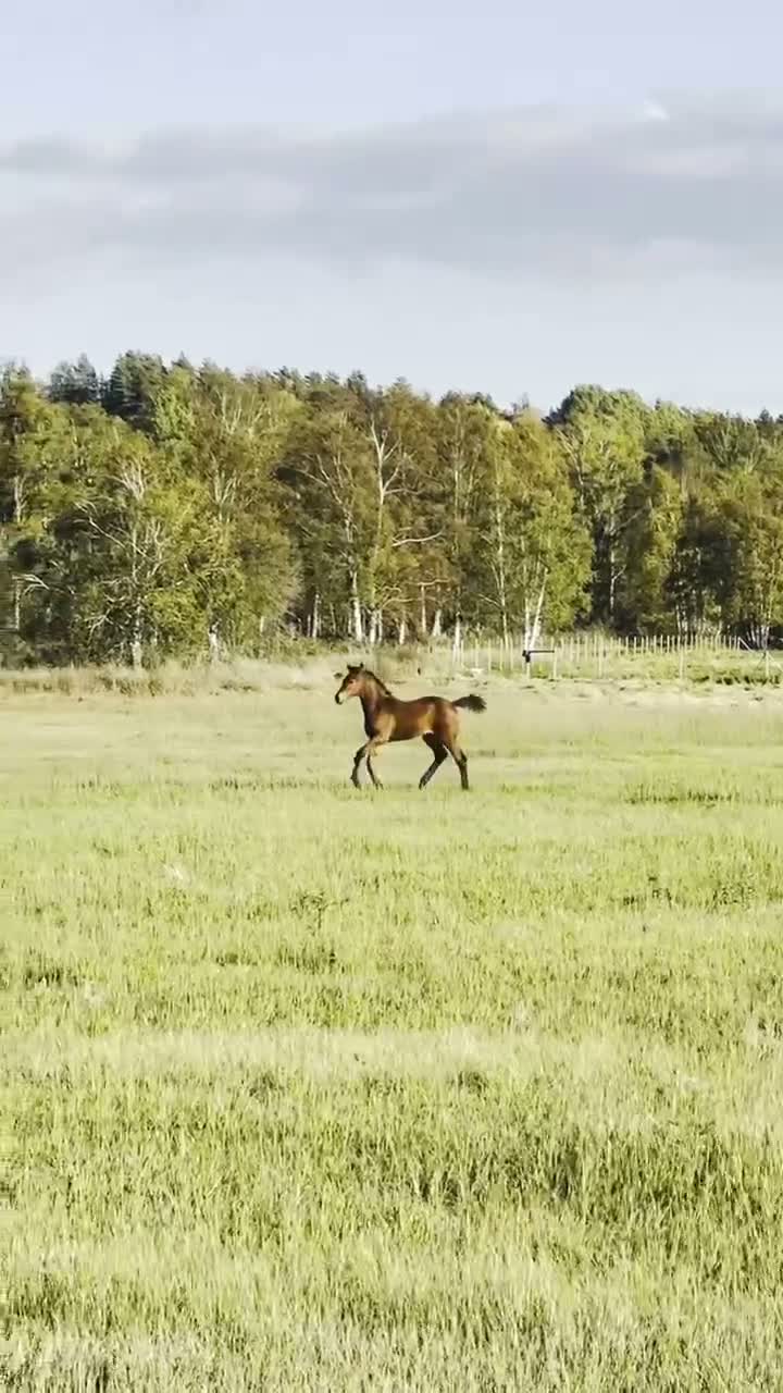 Hoppning hästar till salu: Internationell prestationsstam-OS meriterad mormor - Video 1