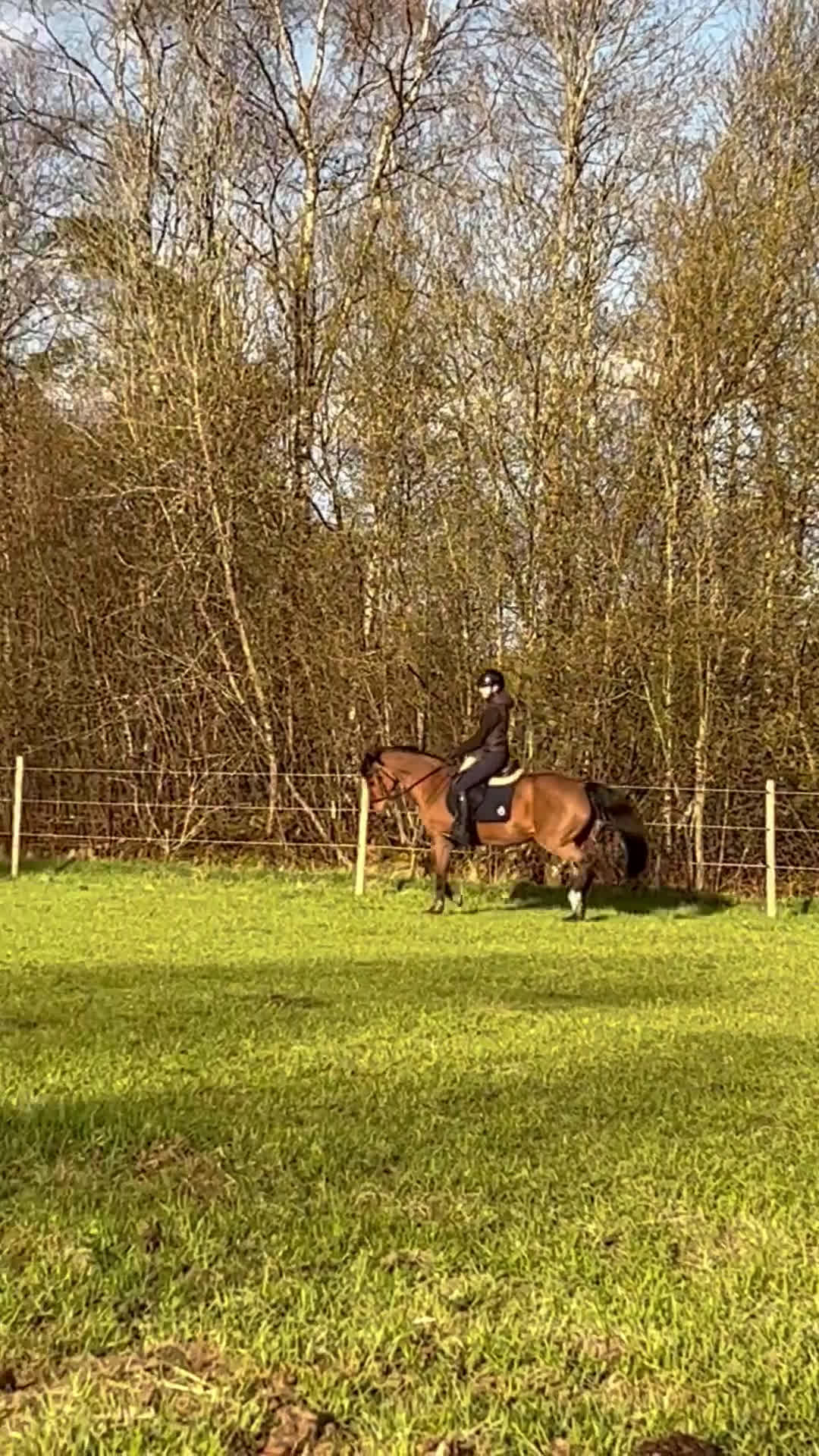  foderhäst finnes: Promenadridning/sällskap  - Video 1