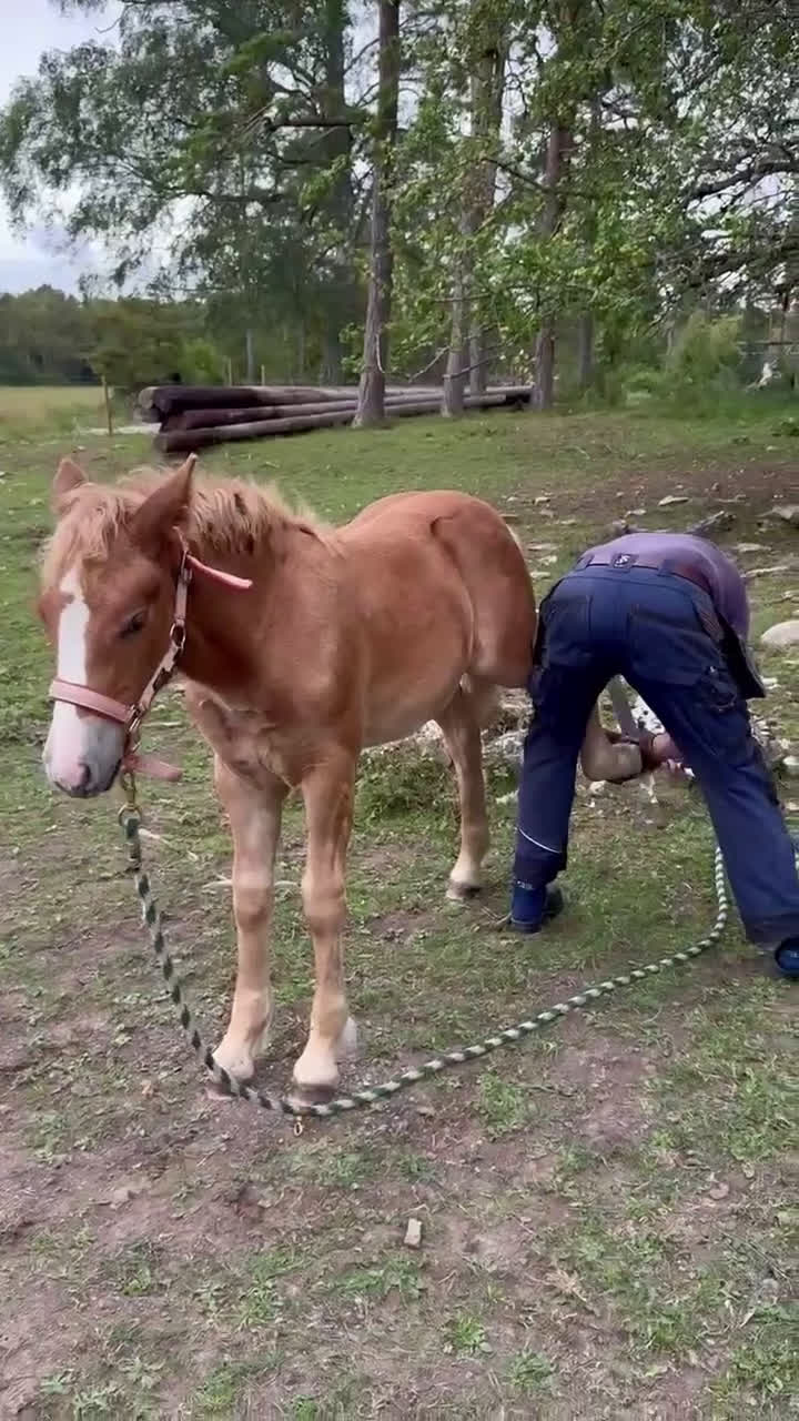 Allround hästar till salu: Blända, en mycket fin 1 åring! i Klintehamn - Video 2
