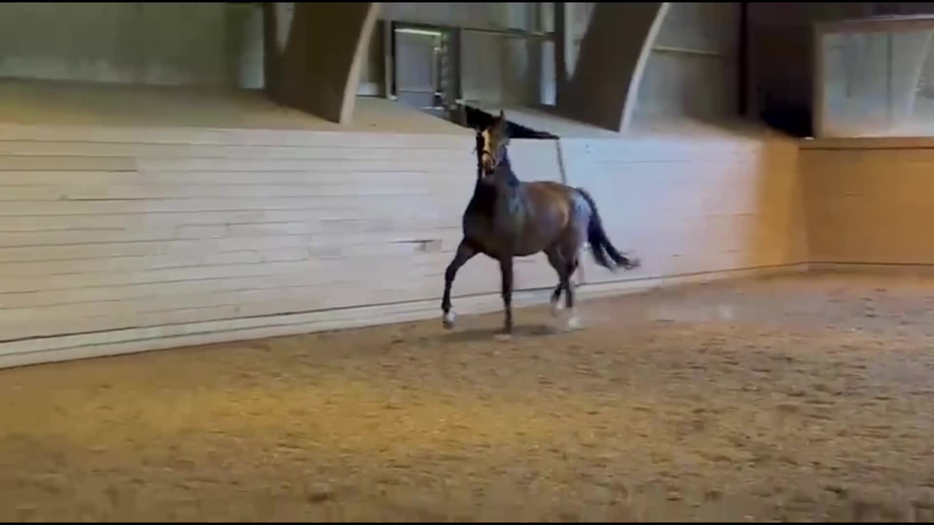 Dressyr hästar till salu: Energisk & framåt fyraåring - Video 1