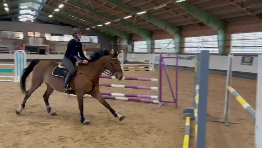 Hoppning hästar till salu: Hopphäst att snabbt avancera i klasserna med. - Video 2