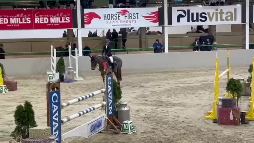 Hoppning hästar till salu: Topp D ponny för de stora uppgifterna 🌟 - Video 1