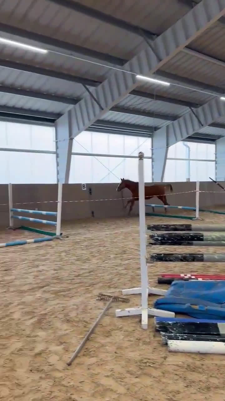 Hoppning hästar till salu: Arezzo VDL - Indoctro - Mr Blue i Östra Ämtervik - Video 3