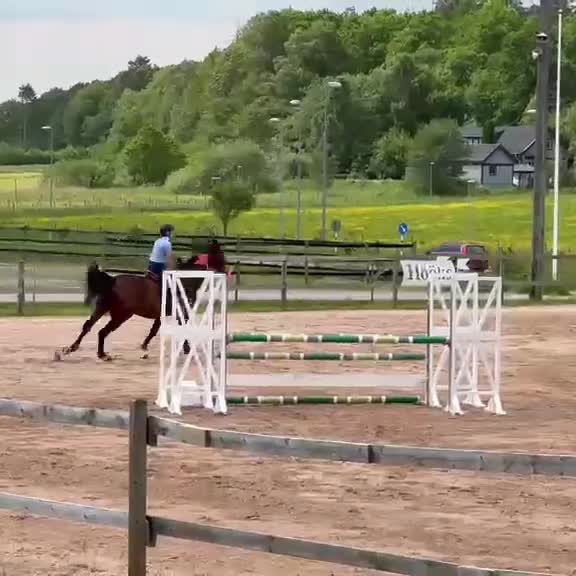 Hoppning hästar till salu: Trevlig hopphäst  - Video 1