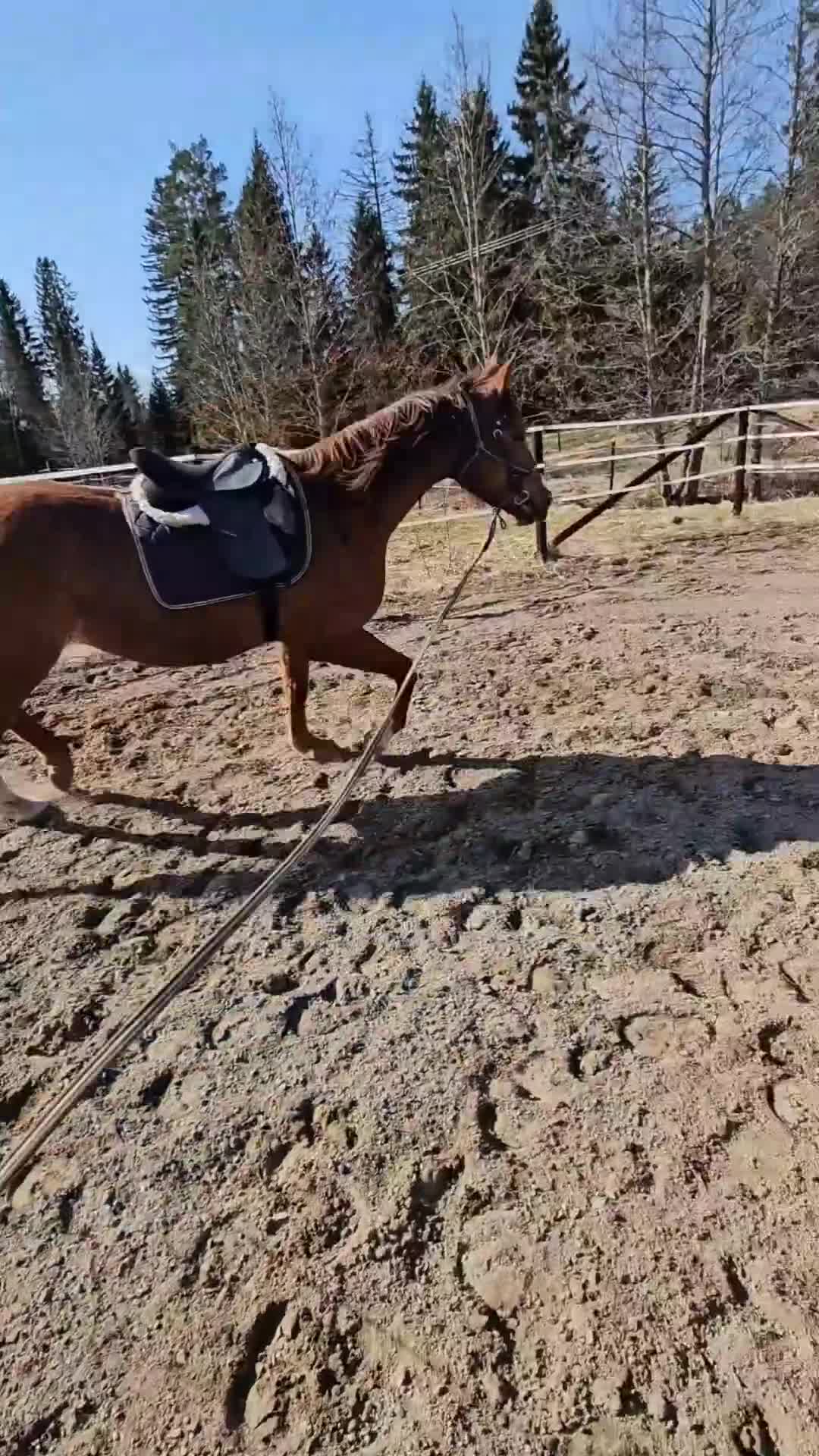 Allround hästar till salu: Korsning quarter - Video 2